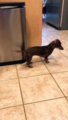 Chanter au rythme de la queue d'un chien