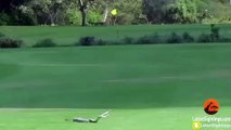 2 Black Mamba Snakes Fighting on Golf Course