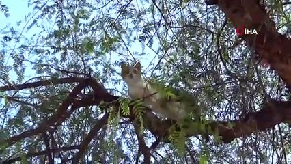 Ağaçta mahsur kalan kedi kurtarıldı