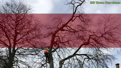Tree and Hedge maintenance service by SG Tree Services