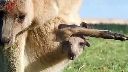 Some Mammals Can Press Pause on Pregnancy