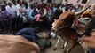 Hindus trampled by cows in central India’s bizarre ritual