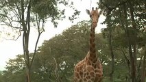 De la viande de girafe vendue comme du bœuf en Tanzanie et au Kenya