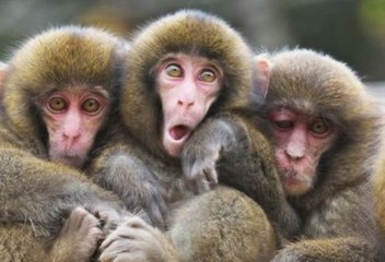 La enorme pitón se merienda al mono frente a su aterrorizada e impotente 'familia'