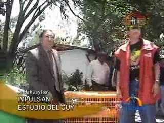 IMPULSAN ESTUDIO DEL CUY  - ANDAHUAYLAS