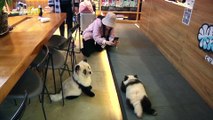 Chinese Cafe Owner Dyes His Dogs Black and White to Look Like Pandas