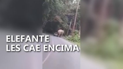 Elefante se les echa encima en Tailandia