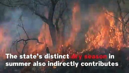 Video herunterladen: What Causes Wildfires