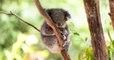 “Une tragédie nationale" en Australie avec des centaines de koalas victimes des flammes d'un gigantesque incendie