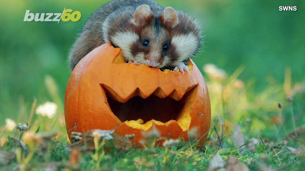 Hamster Chows Down on Jack-O-Lantern