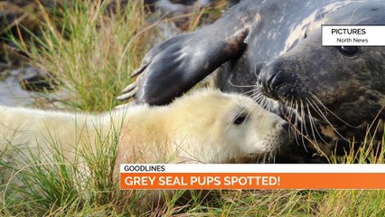 GOODLINES: 31st October 2019