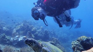 November Sea Hero Helps Protect Sea Turtles