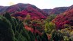 Seasons Of Change! China’s Red Leaves Canyon Offers Vibrant Scenic View Of Autumn!