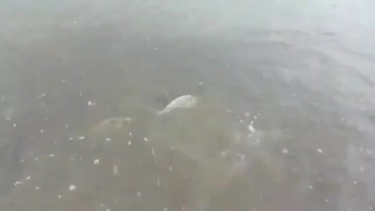 El Mar Menor vuelve a ser una mancha verde