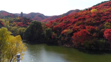 Tourists enjoy a sea of red leaves in Shandong and Sichuan