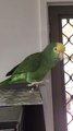 Parrot Adorably Sings English Lullaby