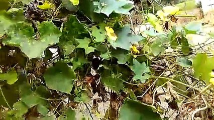 small butterfly|butterfly on a flower