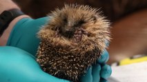 Preston Hedgehog Rescue centre on the lookout for foster carers