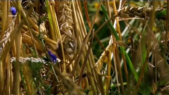 los-ultimos-caballos-salvajes-de-europa