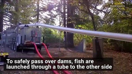 Viral Salmon Cannon Uses ‘Fishial Recognition’ to Sort Fish