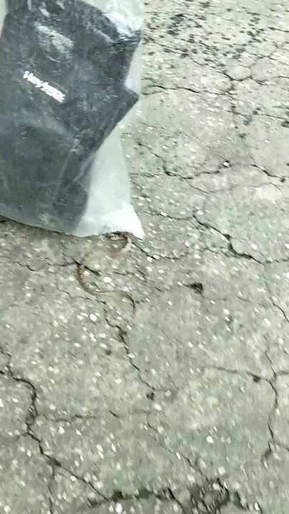 kukri snake non venomous.