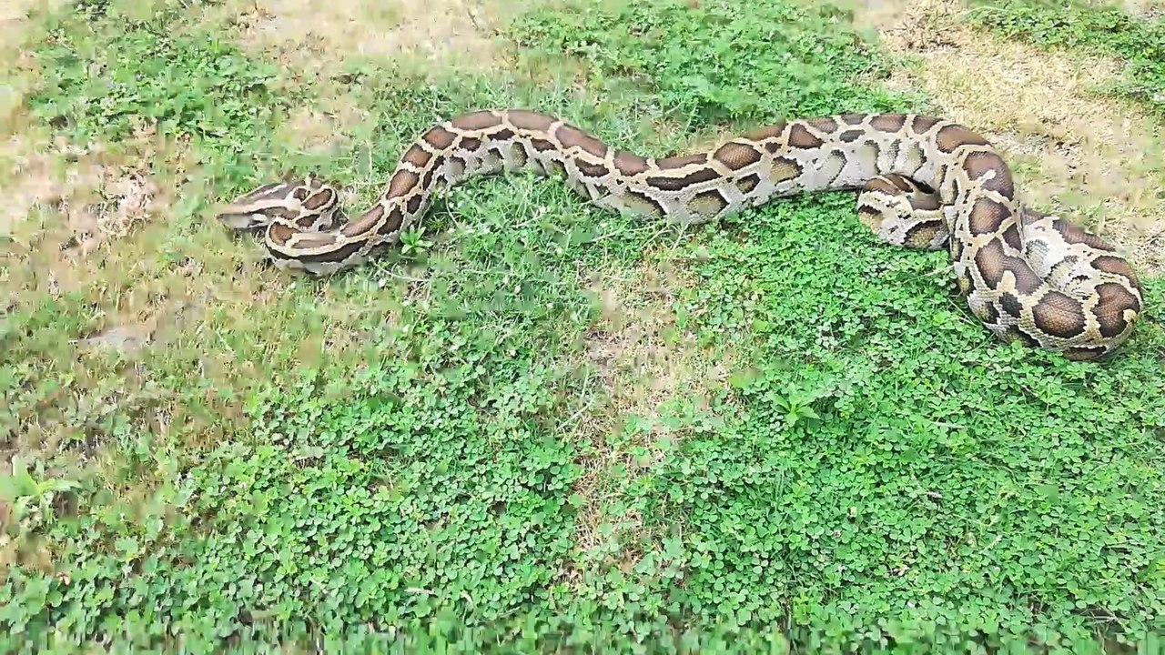 python attack