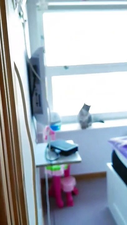 Making the Cat Curious