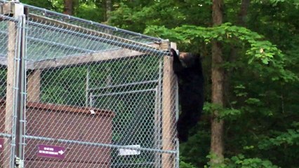 Deft Black Bear Breaks into Dumpster