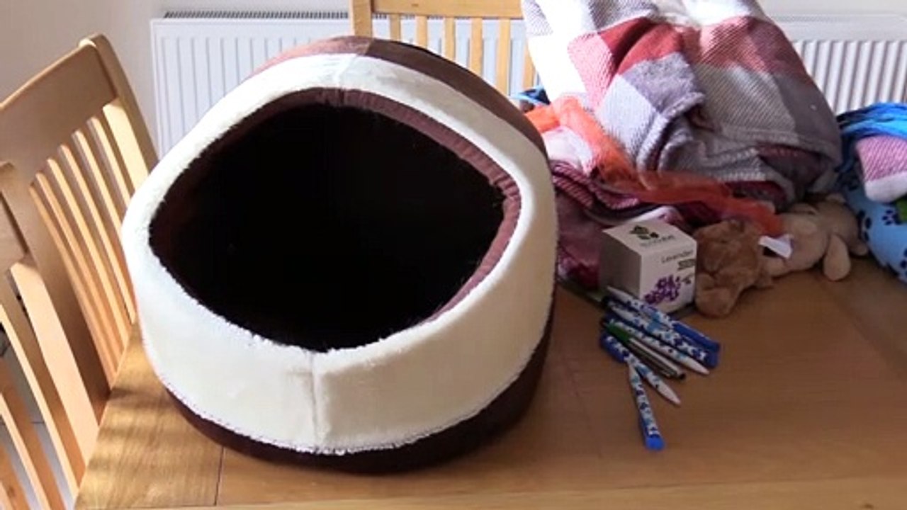Teesside Woman's 200 Cats!