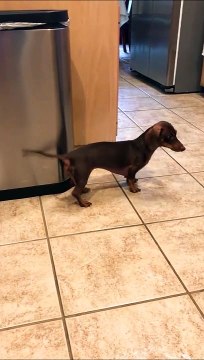 Quand ton chien a le rythme dans la peau... et dans la queue