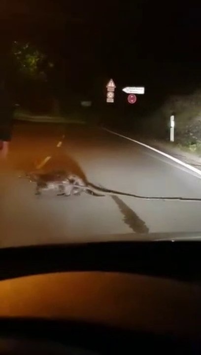 Il sort de sa voiture pour aider un castor à traverser