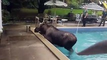 Un élan se retrouve piégé dans une piscine