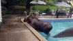Un élan se retrouve piégé dans une piscine