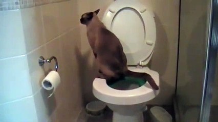 Download Video: Ce chat va aux toilettes.. et utilise du papier toilette !