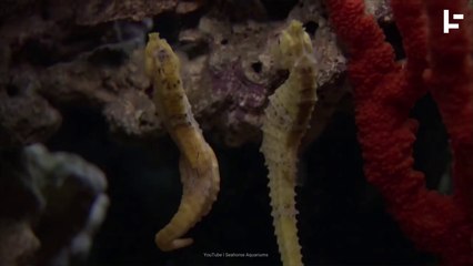 Pregnant Poppas: the Underknown Sex Life of the Male Seahorse