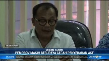 Download Video: Pemprov Sumut Tegaskan Tidak Ada Pemusnahan Babi