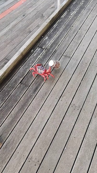 Crab Runs Away With Coffee Cup