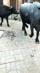 लखनऊ -शहरी इलाकों में नगर निगम की लापरवाही