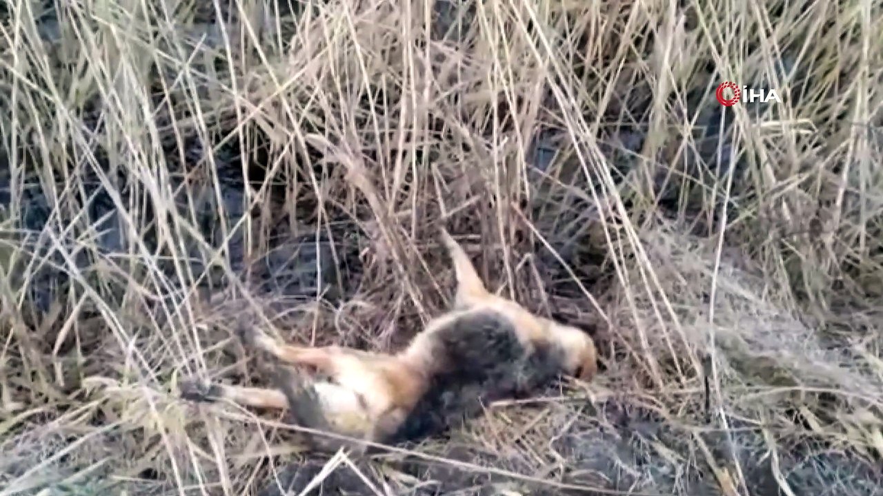 Bunun adı ‘avcılık’ değil, ‘vahşet’