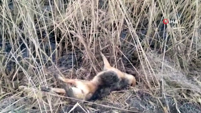 Bunun adı ‘avcılık’ değil, ‘vahşet’