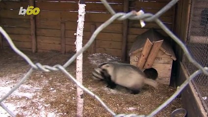 Siberia’s Animals Predict Early Spring After Waking up From Winter Slumber