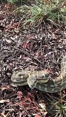 Grumpy Python Strikes at Snake Catcher