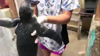 Penguins Rescued From a Home in Peru