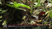 Biodiversité : la forêt de São Tomé, un joyau brut classé par l'Unesco