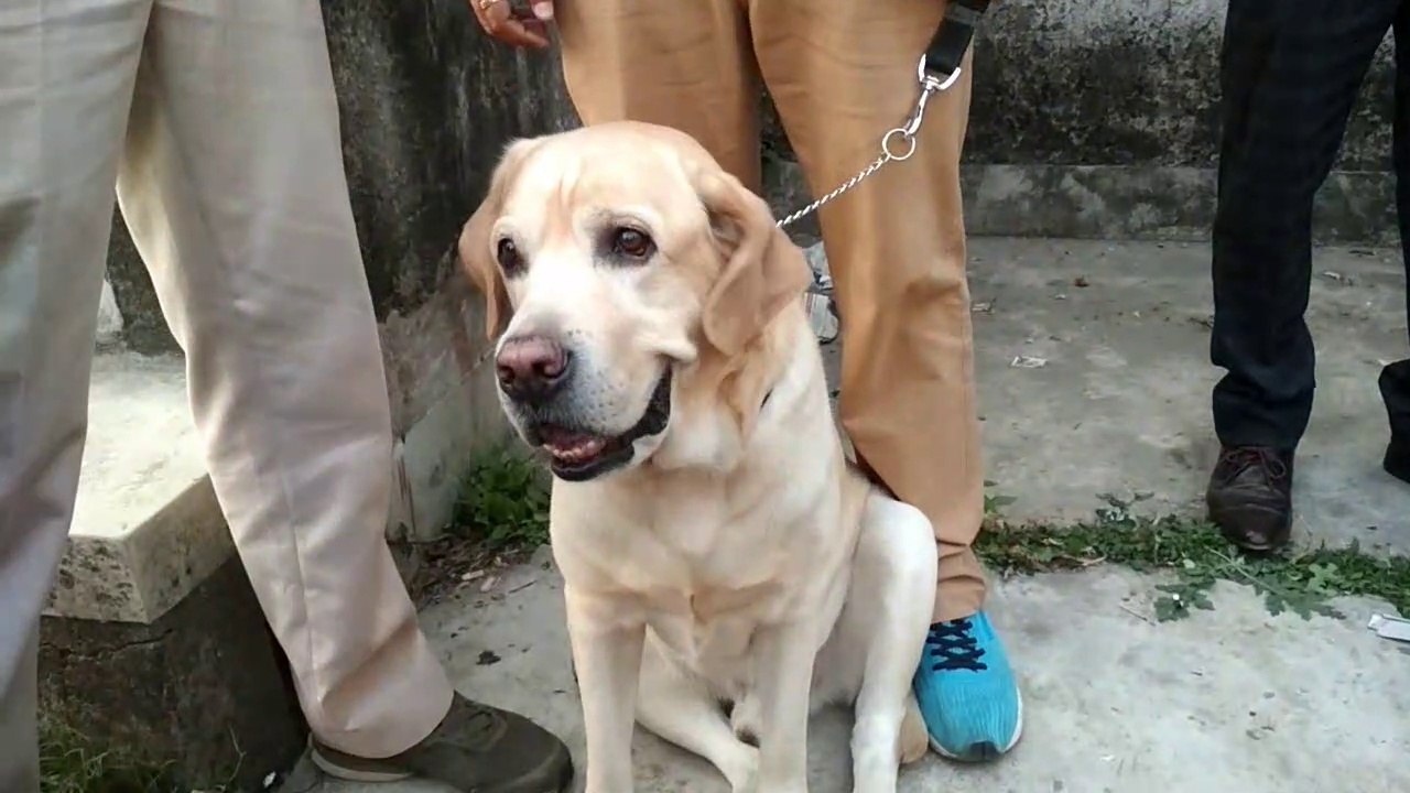 A Cutest LABRADOR is waiting for Joining the Show || Dog Show|| Trained Dog