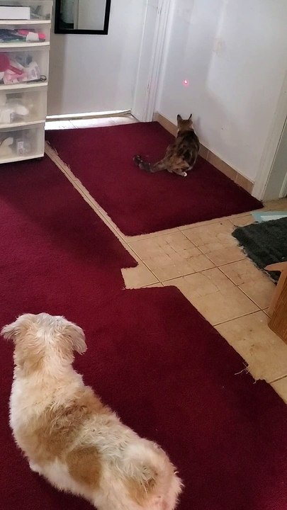 Cat and Dog chase the "intruder"