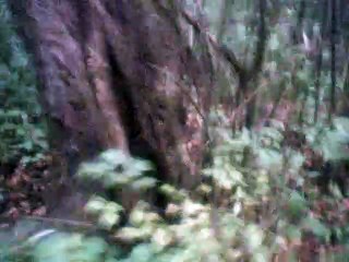 she'll be coming 'round the mountain g