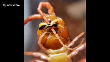 US woman records her giant centipede meticulously grooming its antennae