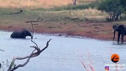 Jackal Kills Stork in an Epic Battle