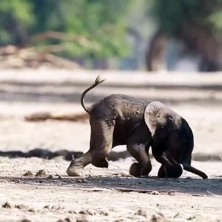 Baby Elephant Trying To The First Step  #Love_Life_Animals